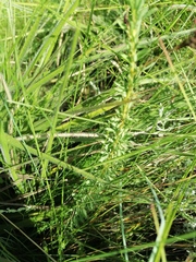 Indigofera rostrata