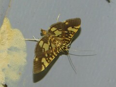 Pardomima