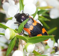 Castiarina bremei