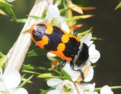 Castiarina bremei