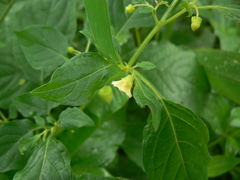 Physalis angulata