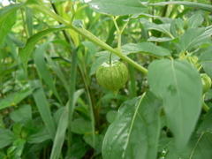 Physalis angulata