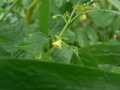 Physalis angulata