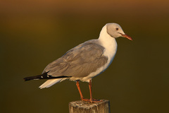 Chroicocephalus cirrocephalus poiocephalus