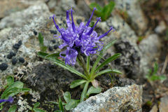 Phyteuma globulariifolium