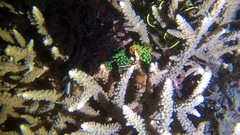 Nembrotha kubaryana