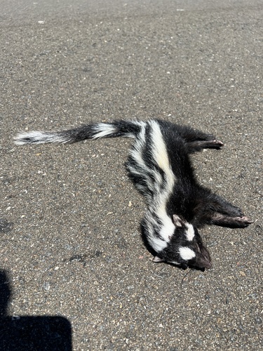 Zorilla