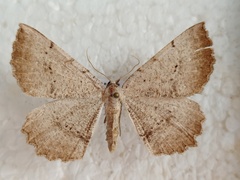 Odontognophos dumetata