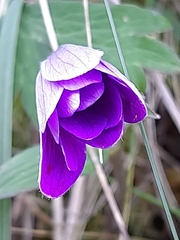 Anemone hortensis