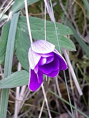 Anemone hortensis