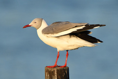 Chroicocephalus cirrocephalus poiocephalus