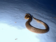 Crotaphopeltis hotamboeia