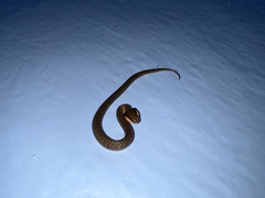 Crotaphopeltis hotamboeia