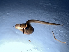 Crotaphopeltis hotamboeia