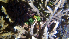 Nembrotha kubaryana