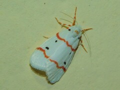 Cyana rubristriga