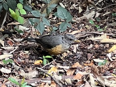 Turdus olivaceus olivaceus