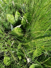 Berkheya rhapontica
