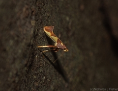 Caloptilia xanthopharella