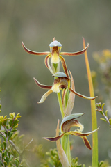 Lyperanthus serratus