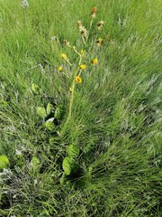 Berkheya rhapontica