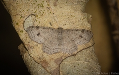 Minoa euthecta
