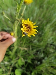 Berkheya rhapontica