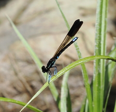 Rhinocypha cucullata