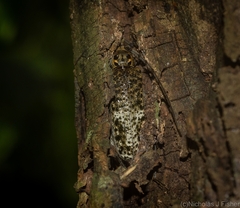 Phacodes