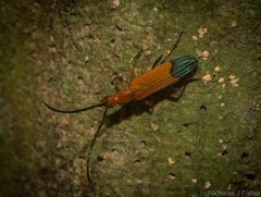 Stenoderus ostricilla