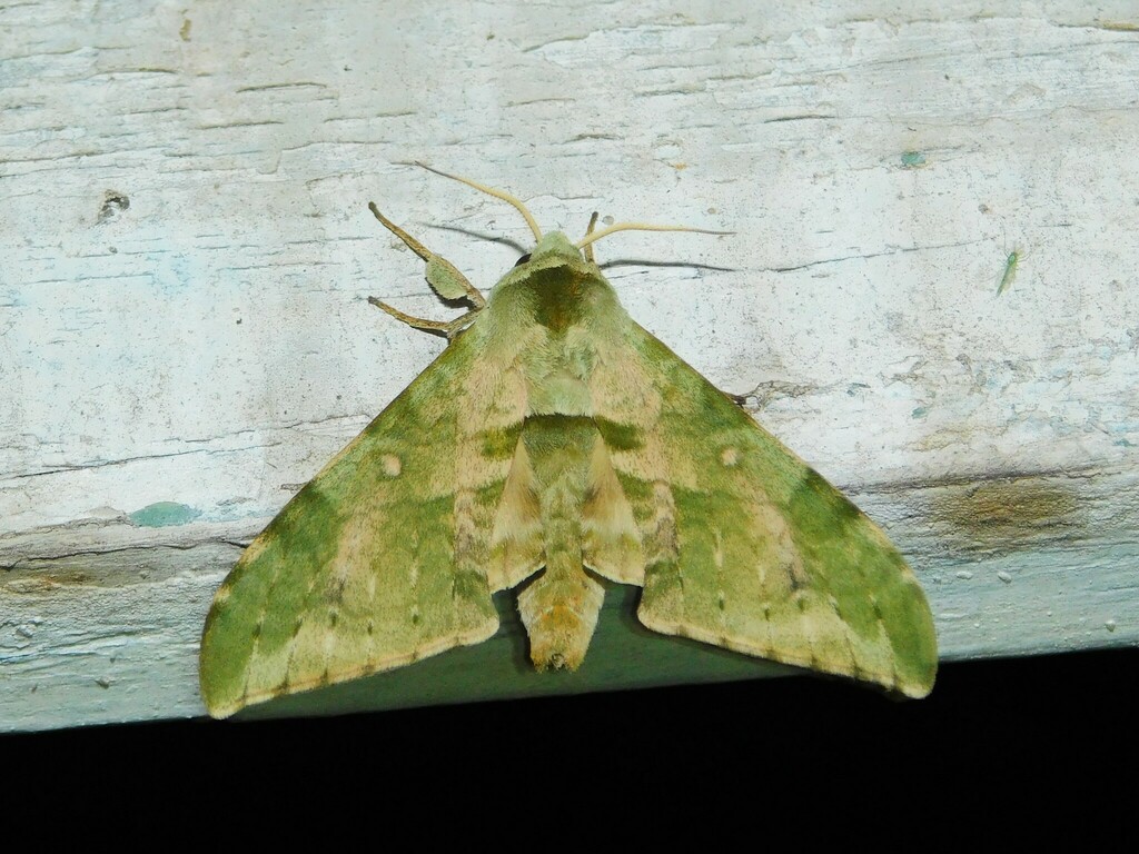 Chloroclanis virescens