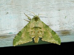 Chloroclanis virescens