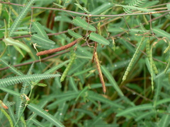 Aeschynomene indica