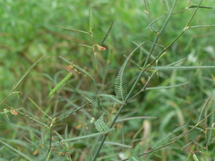 Aeschynomene indica