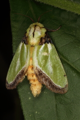 Parasa euchlora