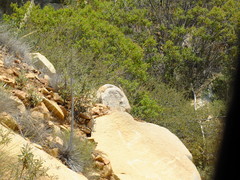 Crotaphytus vestigium