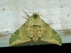 Chloroclanis virescens