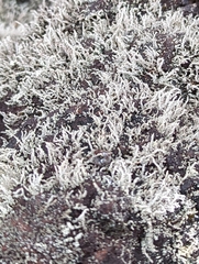 Ramalina intermedia