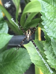 Araneidae