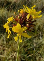 Bobartia orientalis