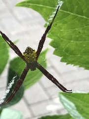 Araneidae
