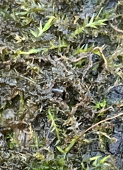 Rhynchostegium riparioides