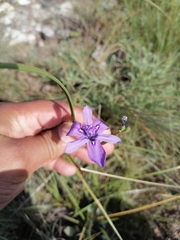 Moraea inclinata