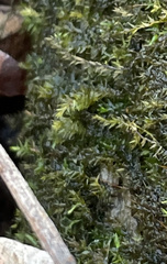 Rhynchostegium riparioides