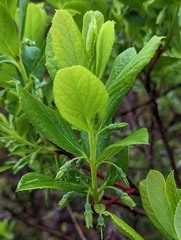 Vaccinium calycinum