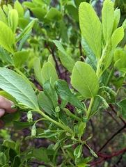 Vaccinium calycinum