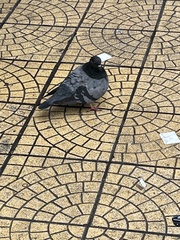 Columba livia domestica