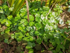 Hydrocotyle sibthorpioides