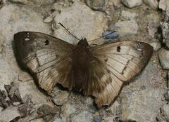 Mimia phidyle