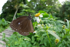 Euploea tulliolus koxinga